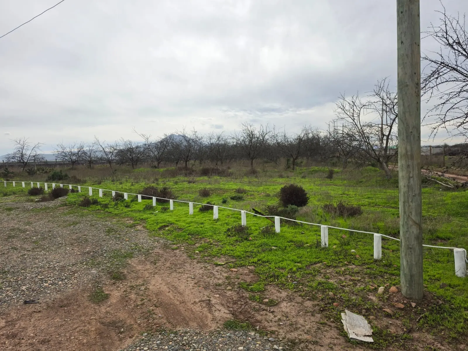 Terreno natural con árboles en Almendral de Tabalí