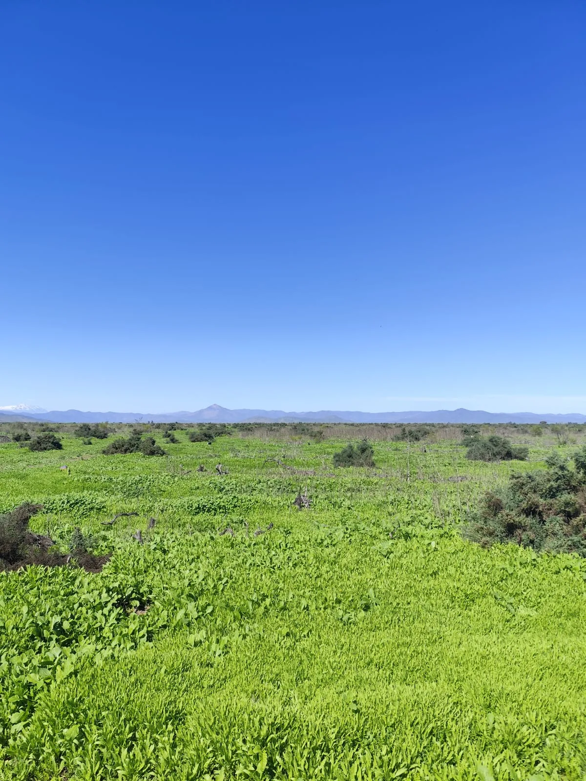 Llanos de Tavalí-Ovalle