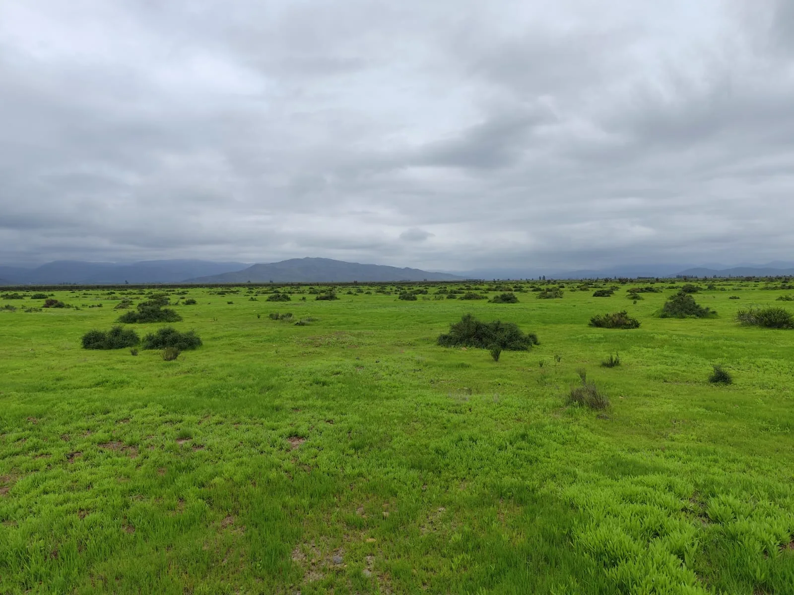 Llanos de Tavalí-Ovalle