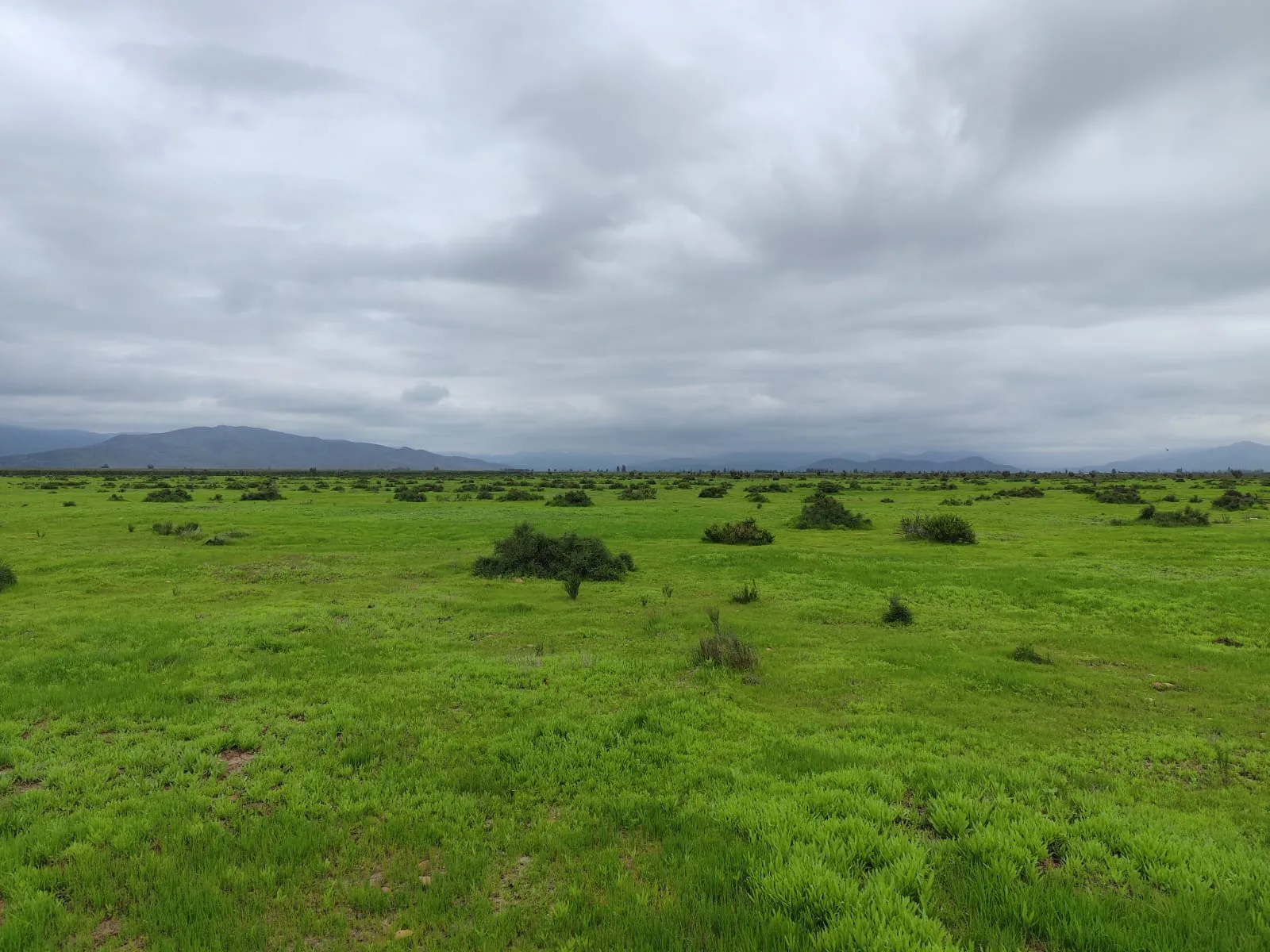Llanos de Tavalí-Ovalle