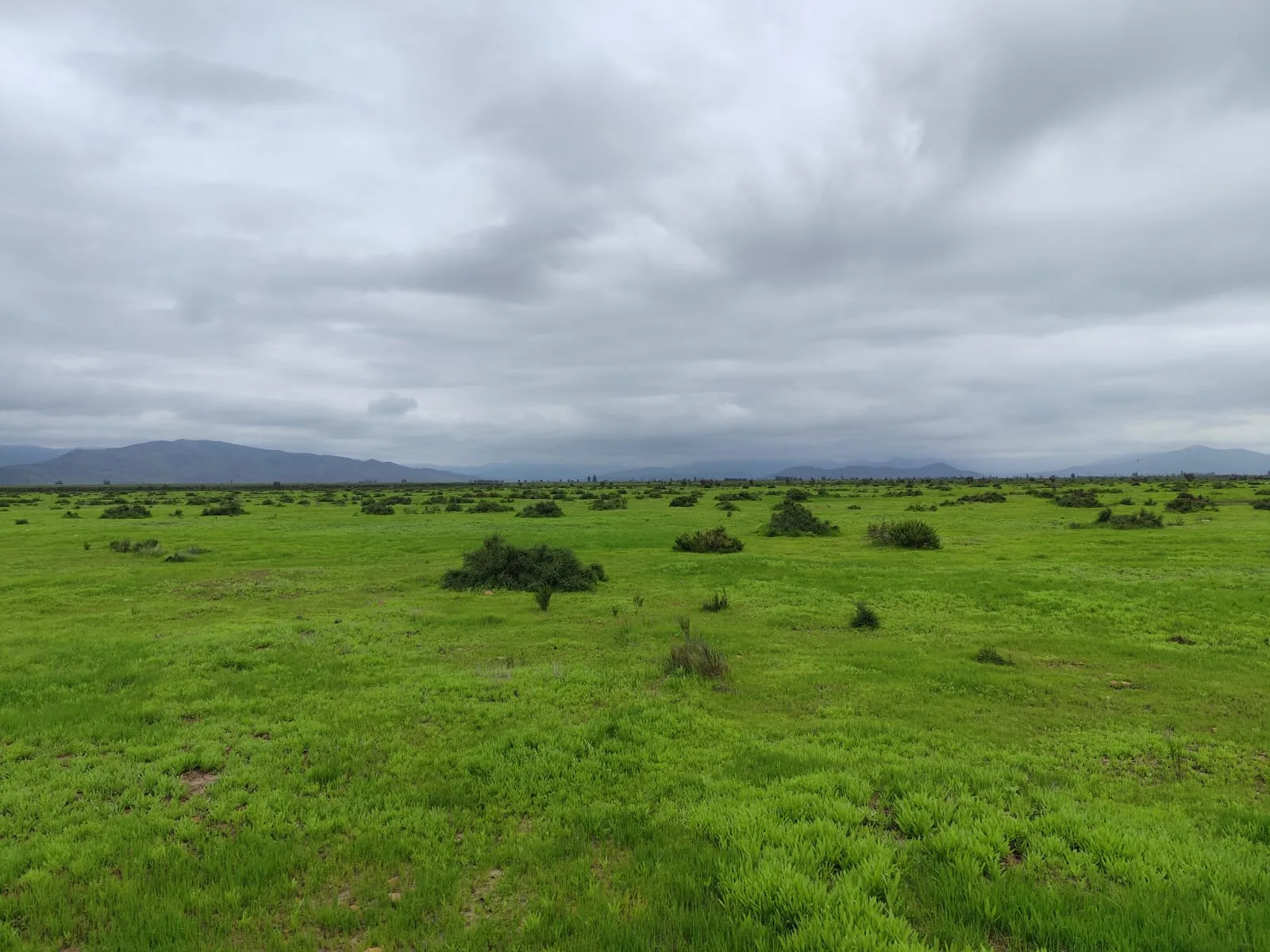 Llanos de Tavalí-Ovalle