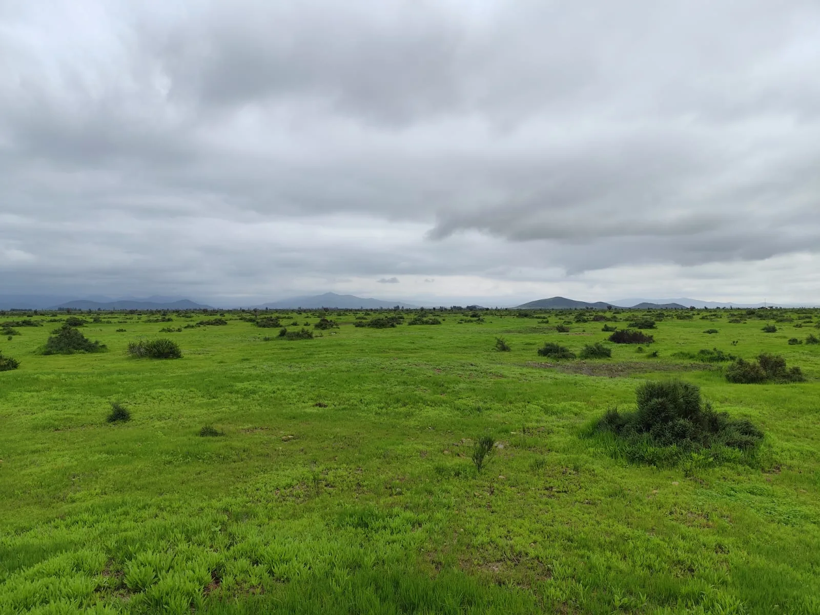 Llanos de Tavalí-Ovalle