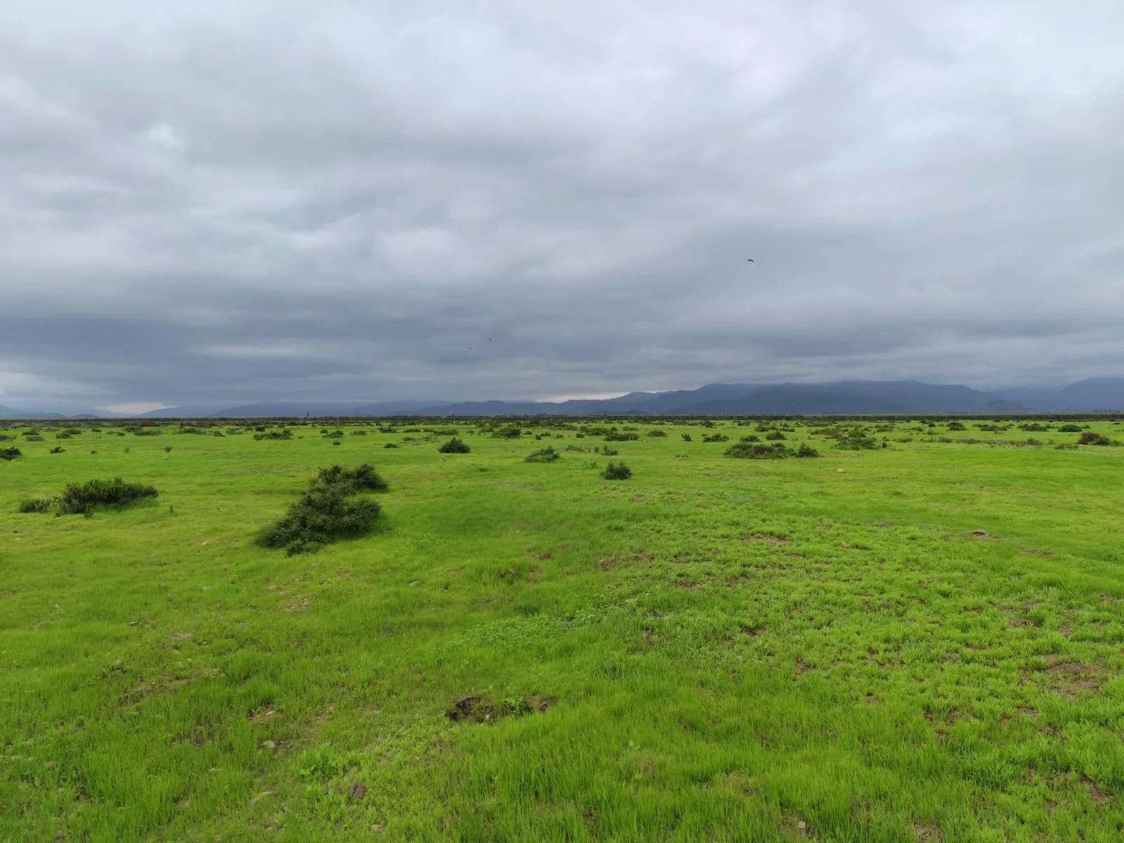 Llanos de Tavalí-Ovalle
